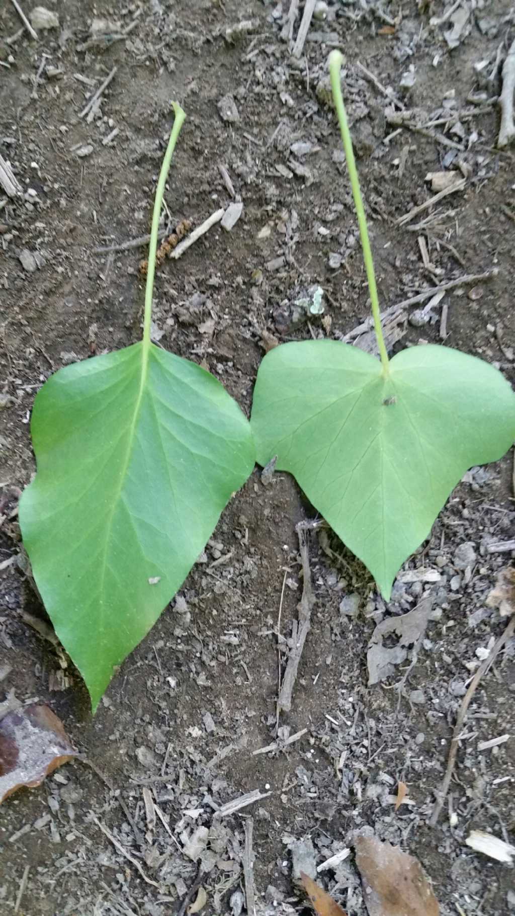 Foglie di edera  (Hedera helix  -  Araliaceae)